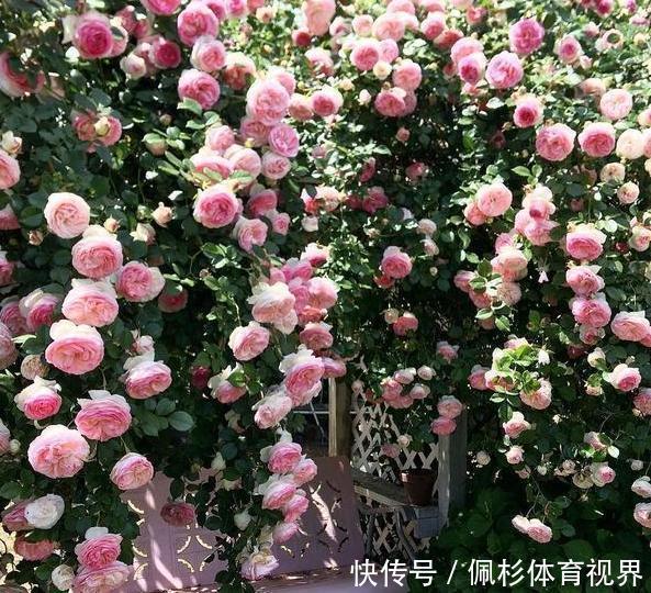 冬天冷、夏天热,养啥花好扦插2种花卉,沾土就活、四季花开