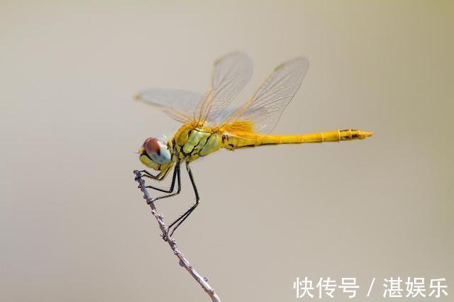 |飞行王者蜻蜓，竟是科学界研究多年的未解之谜