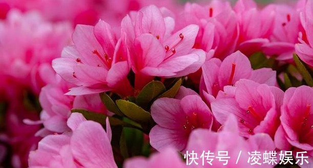 喜欢养花,不如养盆映山红,新型盆栽花卉,花期长,漂亮好养