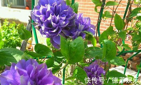 姐姐在小院里种一种花，开花实在太漂亮，路过的人没有不夸的