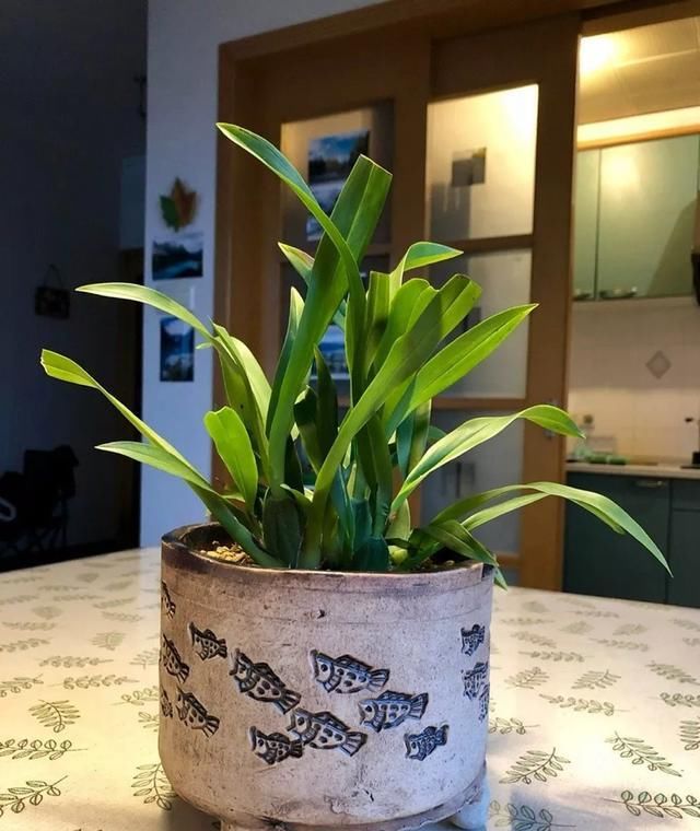 迷你文心兰每年买？这样养只要买一次，年年度能开花