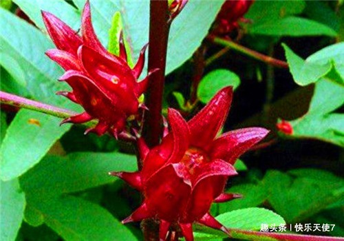 胆固醇|女性要排毒,离不开4种食物,排出毒素,净化血液,滋养女性子宫