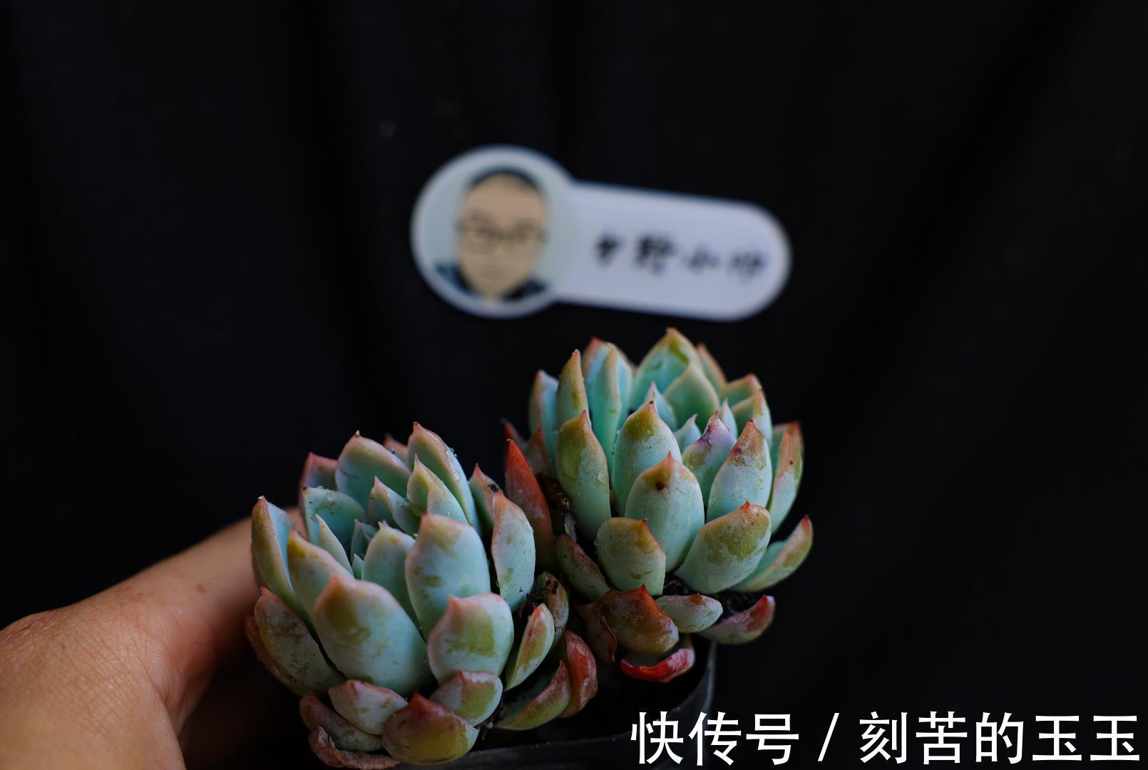 美美|那些美美的多肉，都是这样杂交出来的，小帅告诉你多肉杂交的奥秘