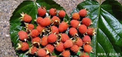 缺口|种一次收30年,维C含量很高,市场缺口很大,农民:种了谁买