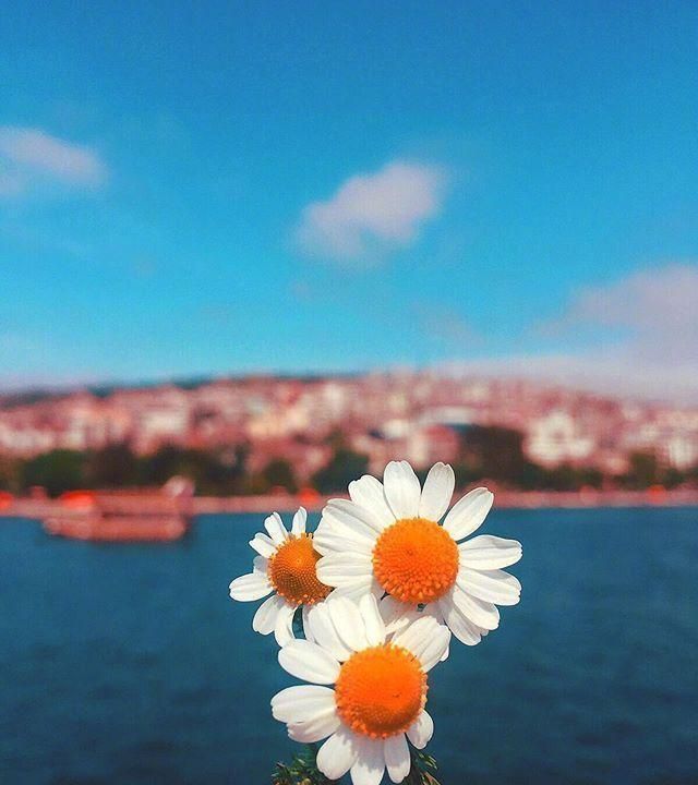 乐观心态的心情短句,精挑细选,越读越优秀!