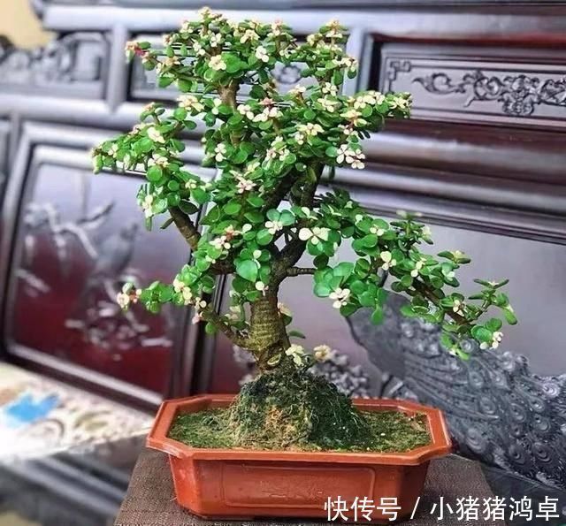 银杏树|聪明人爱养这八种“守家树”,护宅吉祥保平安,养好了都是传家宝