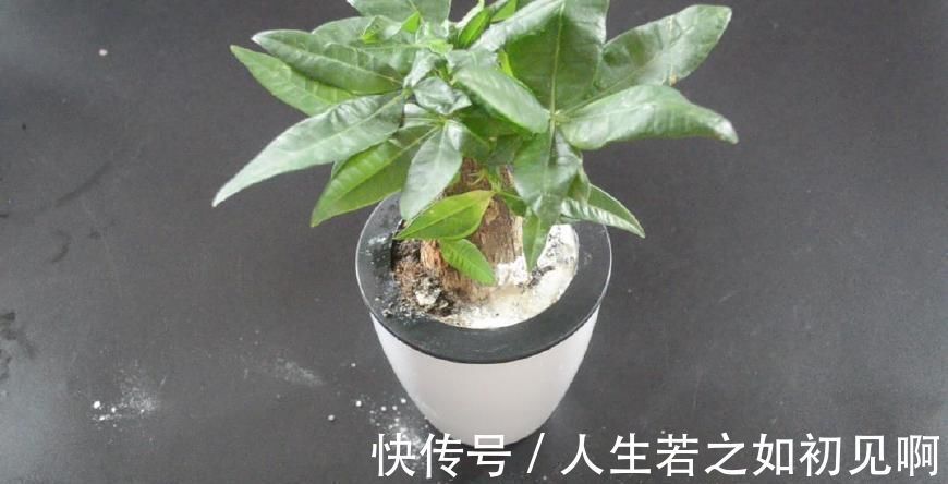 花盆里撒一点它, 不烂根不生虫, 花草越长越茂盛, 简直太实用了