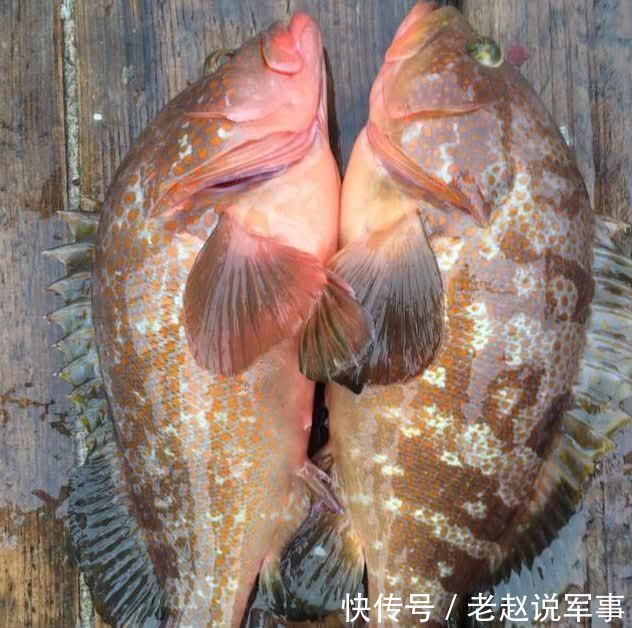 海鲜|中国沿海的海鲜,我们要从哪儿吃起?