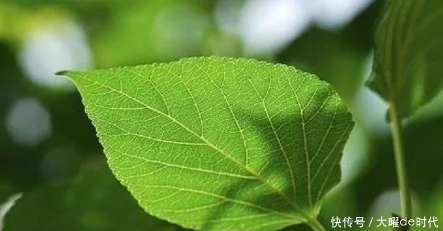 养生|桑叶泡水虽好,却不适合所有人,不仅不养生,还会加重病症