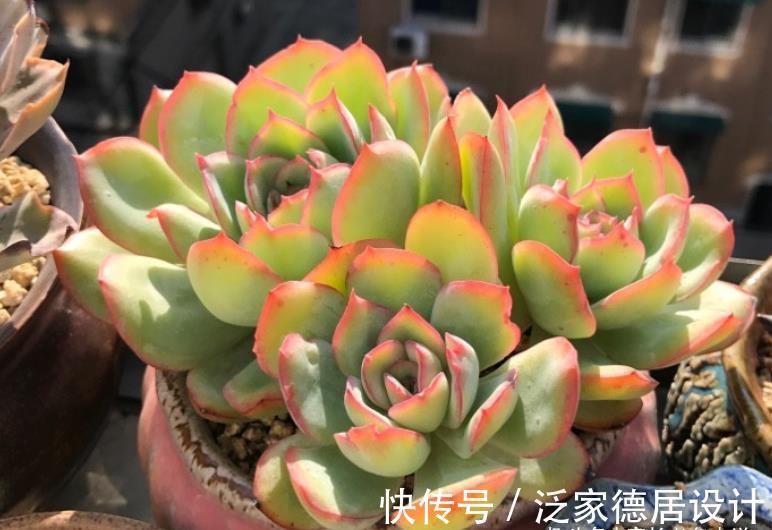 颗粒|平常翠翠红红,出状态之后妖妖艳艳,这种多肉名字还好听,叫晨露