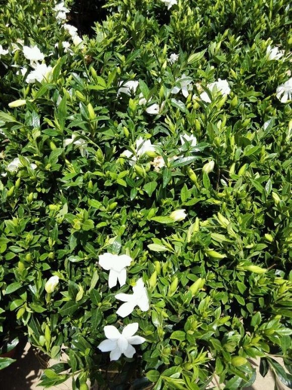 栀子花居然也有这么多品种，一个比一个香，叶子越小越值钱！