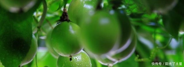 1根枝条插盆里,生根很快,1年结果,水果多到吃不完!