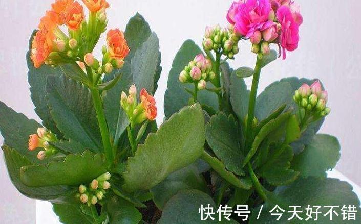 想要长寿花快速开花，用上1种肥，光照水分此样做，很简单