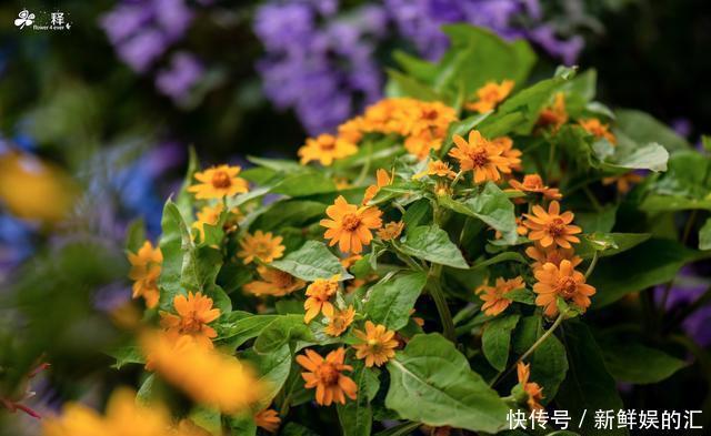 花花草草|南方人的冬天北方人不懂,满园春色看不尽,露着小腰赏着花