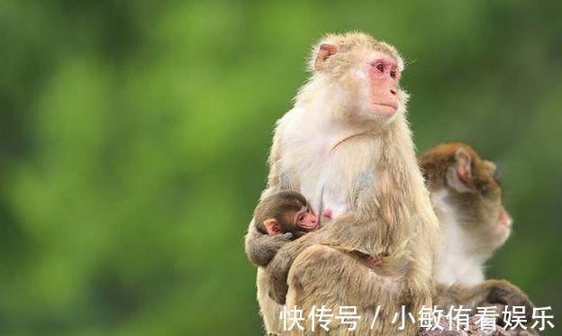 好运|属猴人：三合太岁在七月带给你的好运，进来看看吧