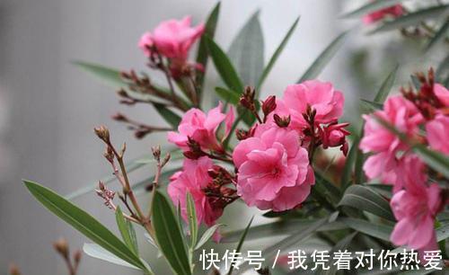 健康|3种花,再喜欢也别在室内养,会影响健康,家里养了赶紧搬出去