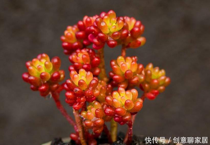 一要|多肉红不红就靠2点,一要看养护,二要看摆放,才能养出美状态