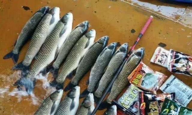 种果树|老钓手这绝招果然够狠“对付”大草鱼绰绰有余,后悔现在才知道