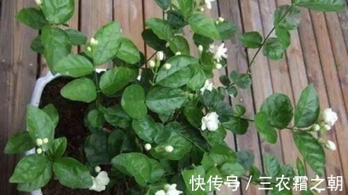 植株|茉莉花怎么养 茉莉花的养殖方法和注意事项