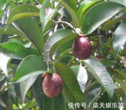 好吃|好吃的“山竹”别买了,在家种1棵,果子挂满树,多到吃不完,值