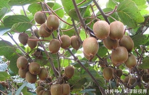 常吃|女人过了45岁,常吃以下3种水果,能养肝明目,淡斑防皱纹