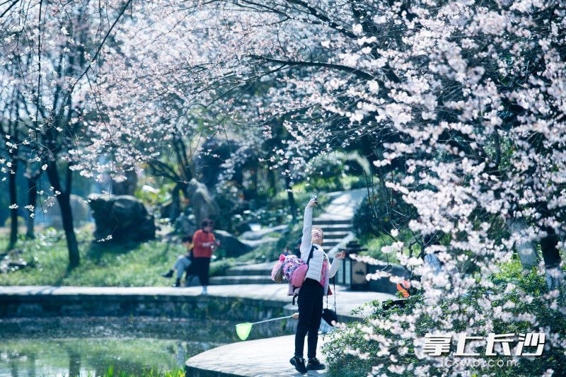 望月公园樱花烂漫 游客打卡拍照忙不停|组图 | a5186