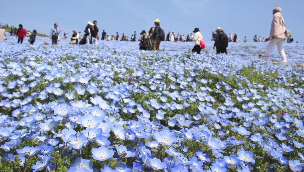 蓝潮|蓝潮已经侵入日本一座山上，有四百五十万朵花！