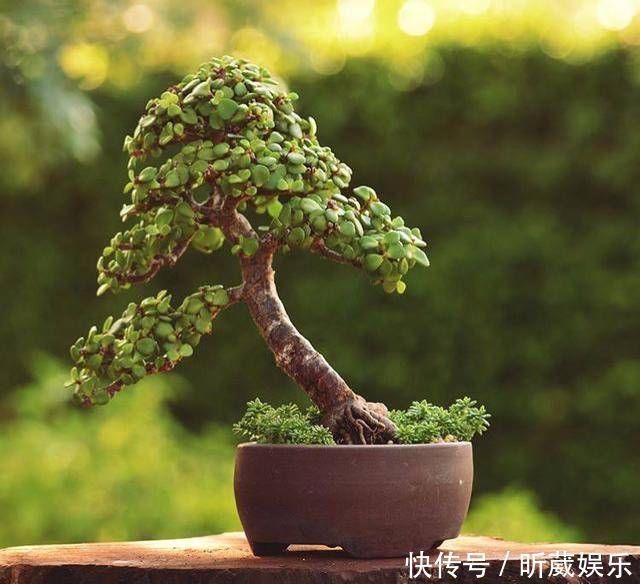 金枝玉叶使劲晒太阳,枝干木质化,养成盆景价值翻倍