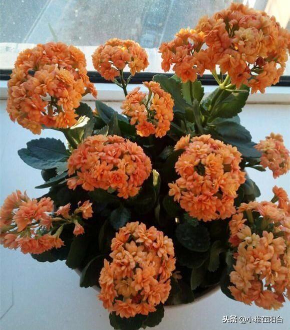 新芽|养长寿花,做到这3个关键点,开花特别多美极了,一盆能养上十年