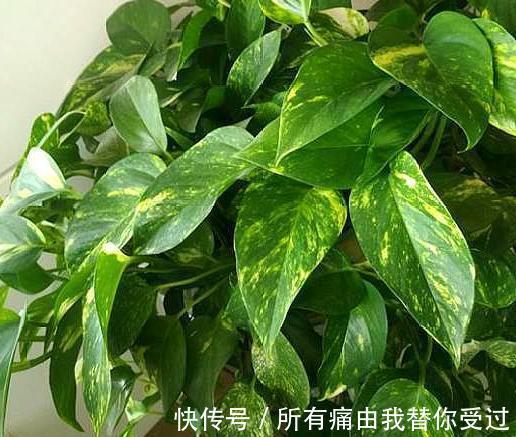 家庭养花摸清采光好与坏的区别，室内盆栽什么植物都没问题