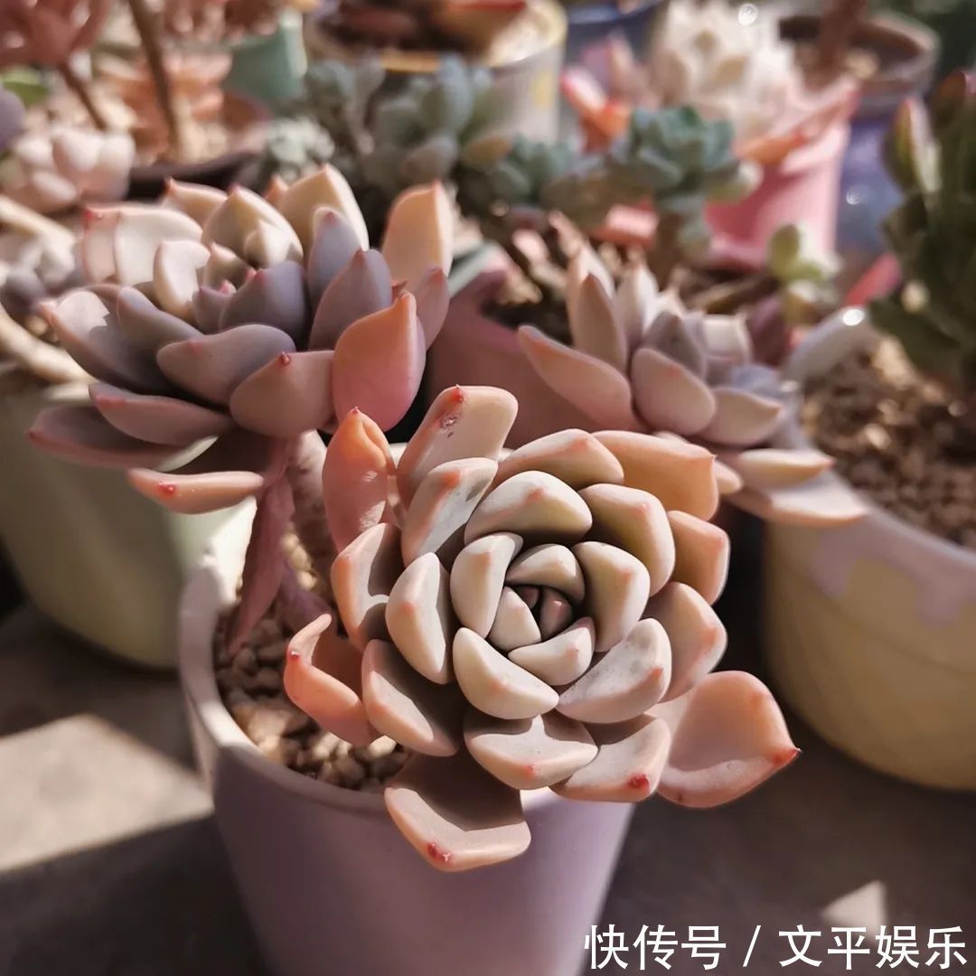 一组逆袭成功的多肉给它时间,它就会给你好看!