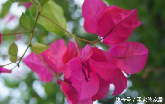 全年开花不停的几款花卉,花香四溢飘满屋,一盆就够了