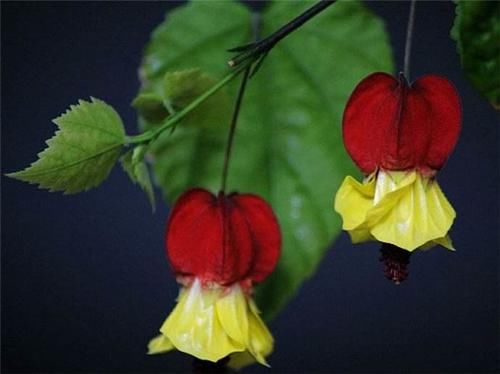 阳台|养花试试这几款，叶片四季常绿，轻松打造阳台小花园