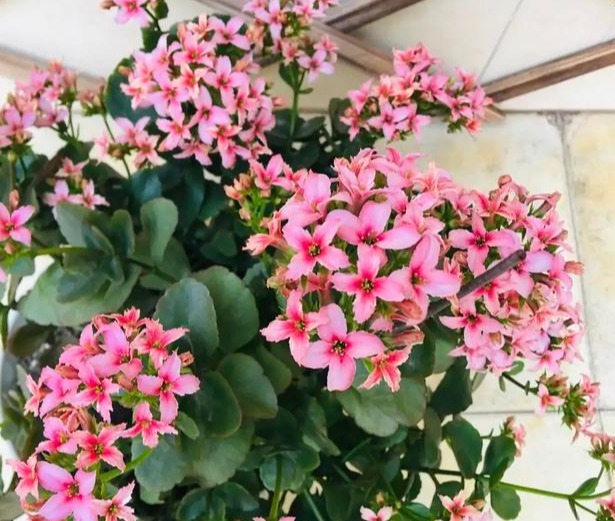 75个长寿花品种，一个比一个美，一起来认识一下吧！