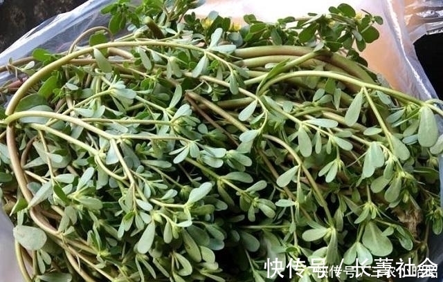 胆固醇|小时候摘它喂鸡鸭,现在被誉为“长寿菜”,一斤10块,抢着要