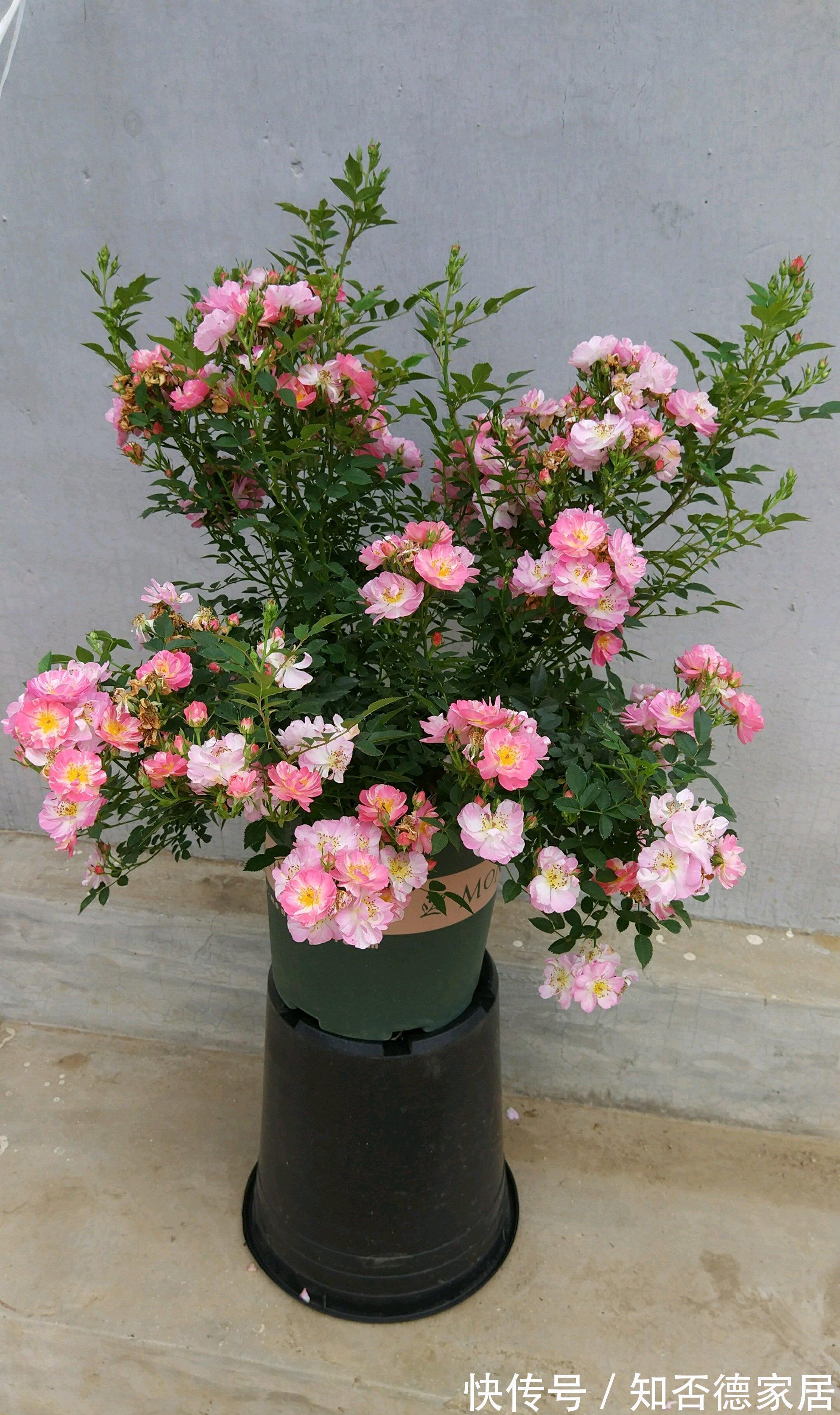 4种漂亮花,下个月就开花,现在别“瞎修剪”,耽误一年开花量