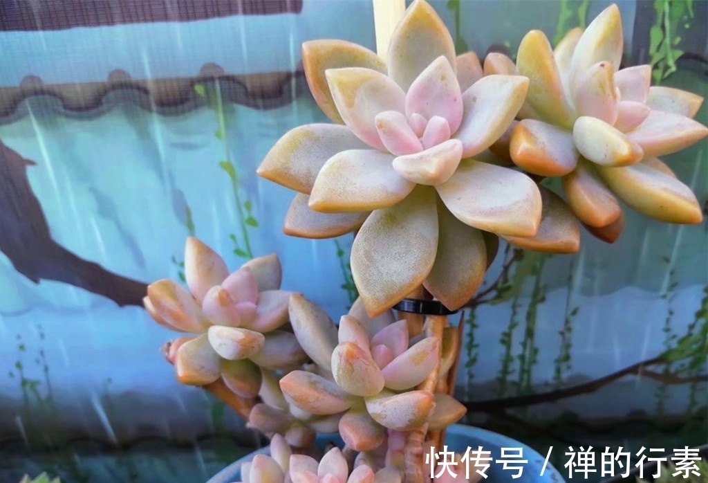仙人掌科多肉|秋天到了,多肉进入旺盛生长阶段,还需要继续给多肉遮雨吗?
