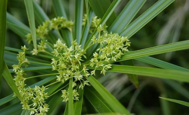 这3种花要多浇水，水多了就爆盆到处生长，夏天养正合适