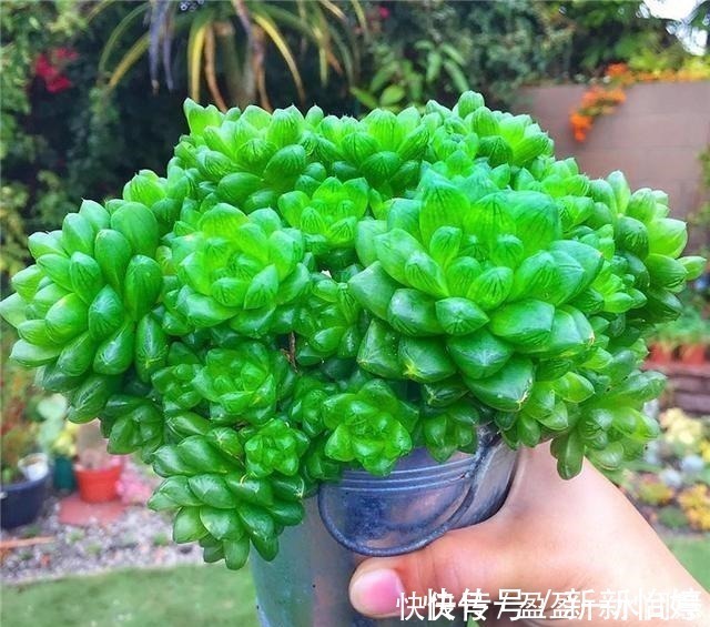老桩|相见恨晚的多肉爆盆法，试一次爆一盆，赶紧用一用！