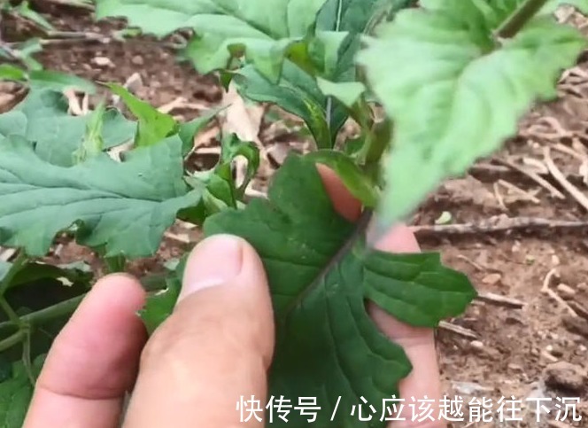蛇舌草|农村这种看着很不起眼的野草,人称“千里光”,对视力很有疗效
