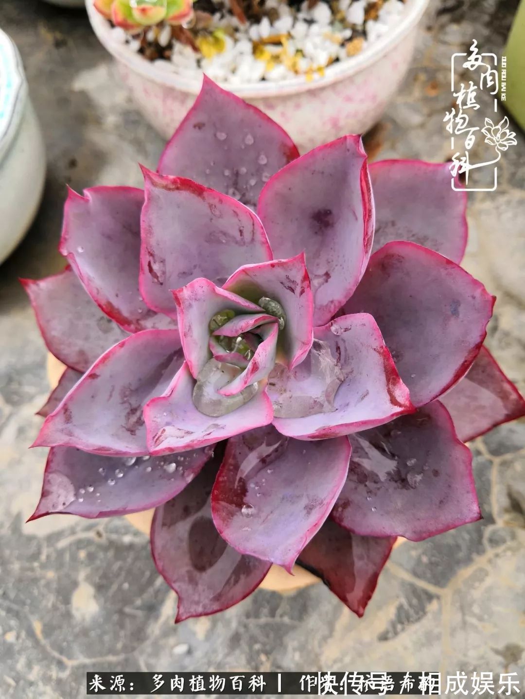 何以解忧，唯有多肉！目光所及，皆是喜欢！