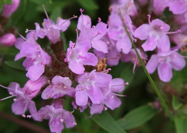 喜欢菊花,不如养盆“精品玫瑰”蜜桃雪山,花开金灿灿,青春阳光