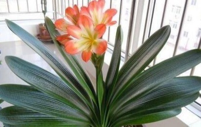 君子兰不开花淘米水兑点“黄水水”,花箭冒出来,1次开出10朵