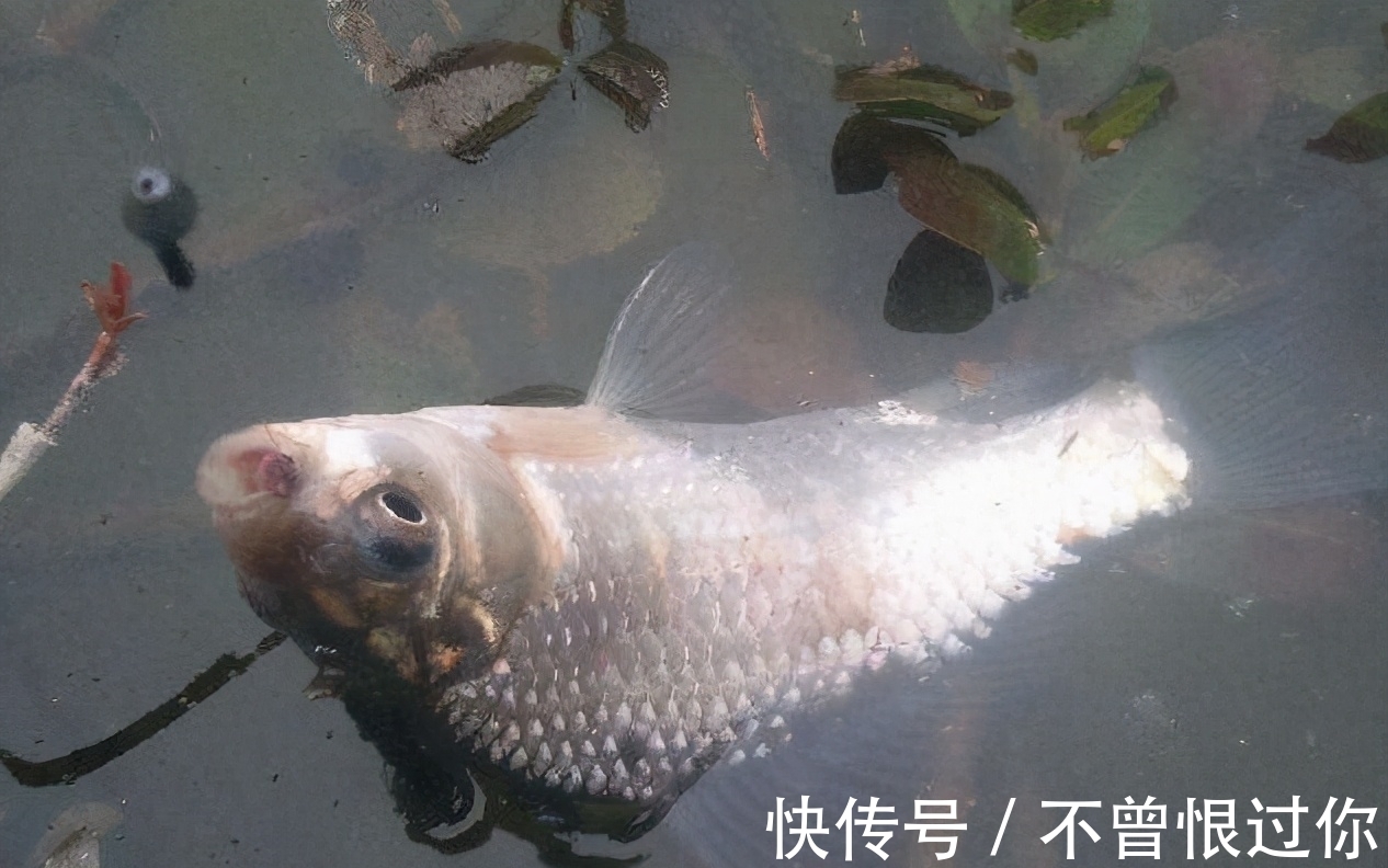 草丛|草窝钓鱼不方便打窝,蚯蚓蜂蜜加酒米,不用打窝也能钓上大板鲫