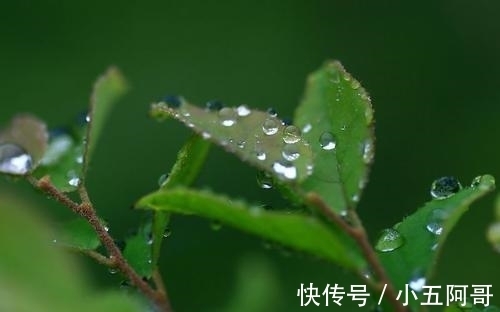 花儿!朱淑真感慨桂花未开,于是写诗催促,全文跌宕起伏,充满深意
