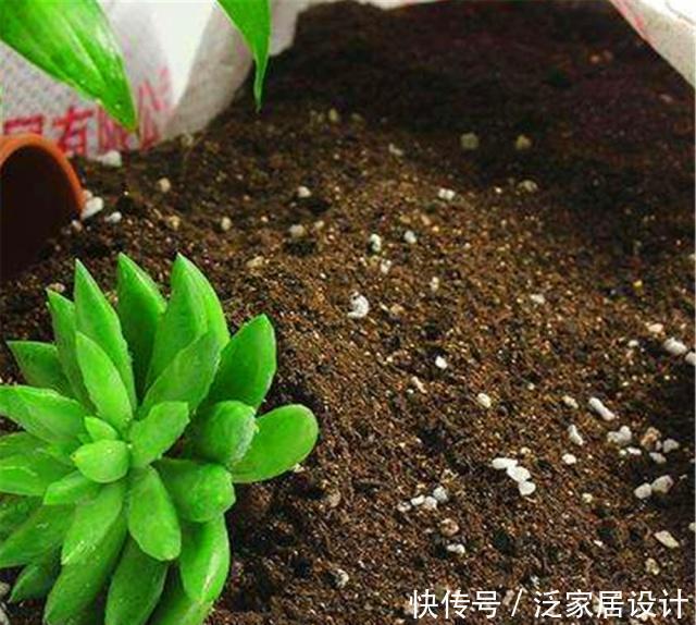 养了10年花,才知道鸡蛋壳这么处理后,不生虫、肥效足,养啥旺啥