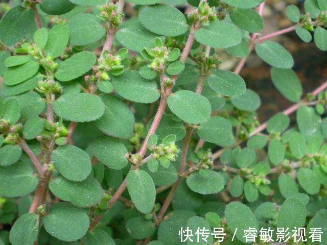 马齿笕|马齿笕的“孪生兄弟”,人称“血见愁”,止血不留疤,你见过吗?