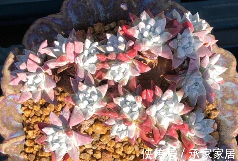 多头群生|秋天正好入手多肉白菊,不过温度超过30度难发根,想养活要讲技巧