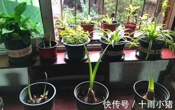 植物|天冷养花,早晨别做这几件事,植物才会感激你哦