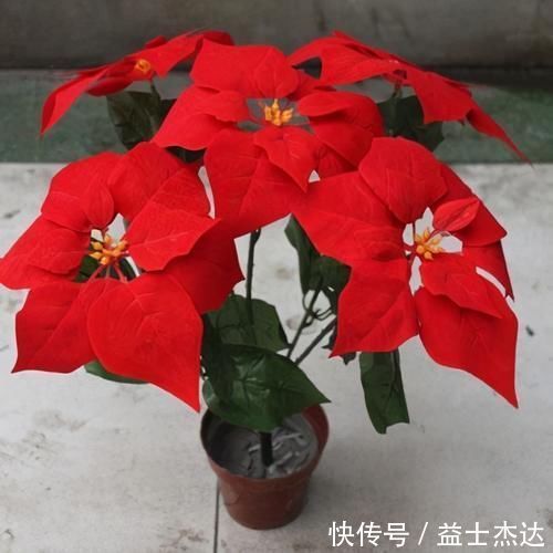 这3种花卉终将被淘汰,好看是次要的,关键是有毒